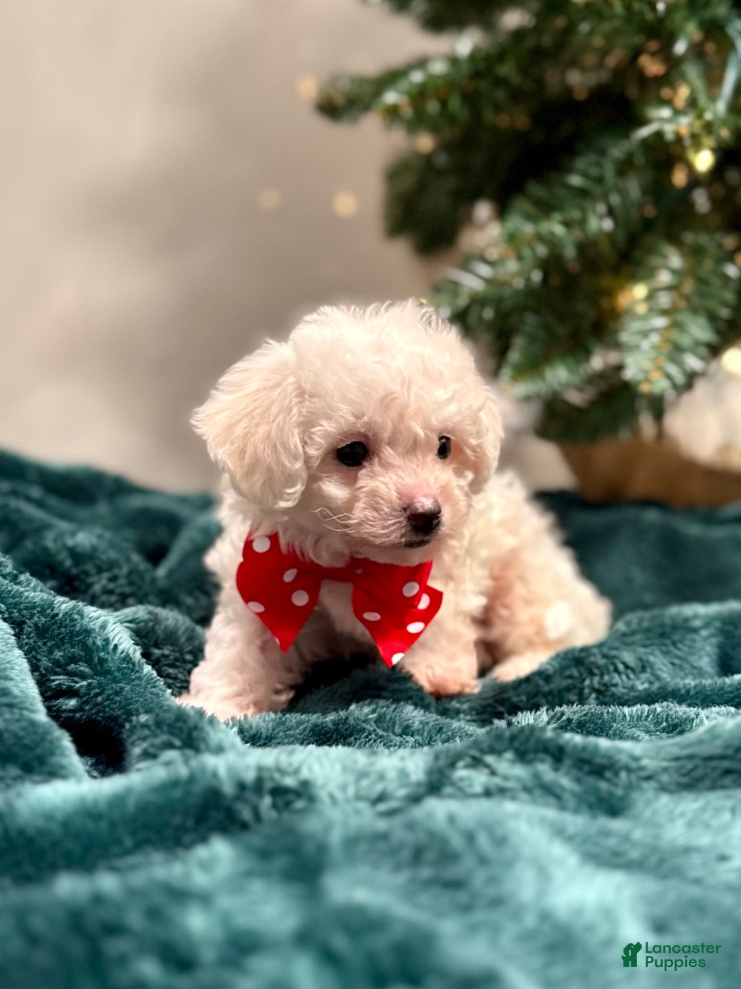 Bichon Frise dogs for sale: Cody ACA - Ad 2