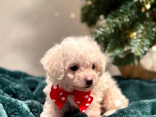 Bichon Frise dogs Cody (ACA Registered) - Ad 31