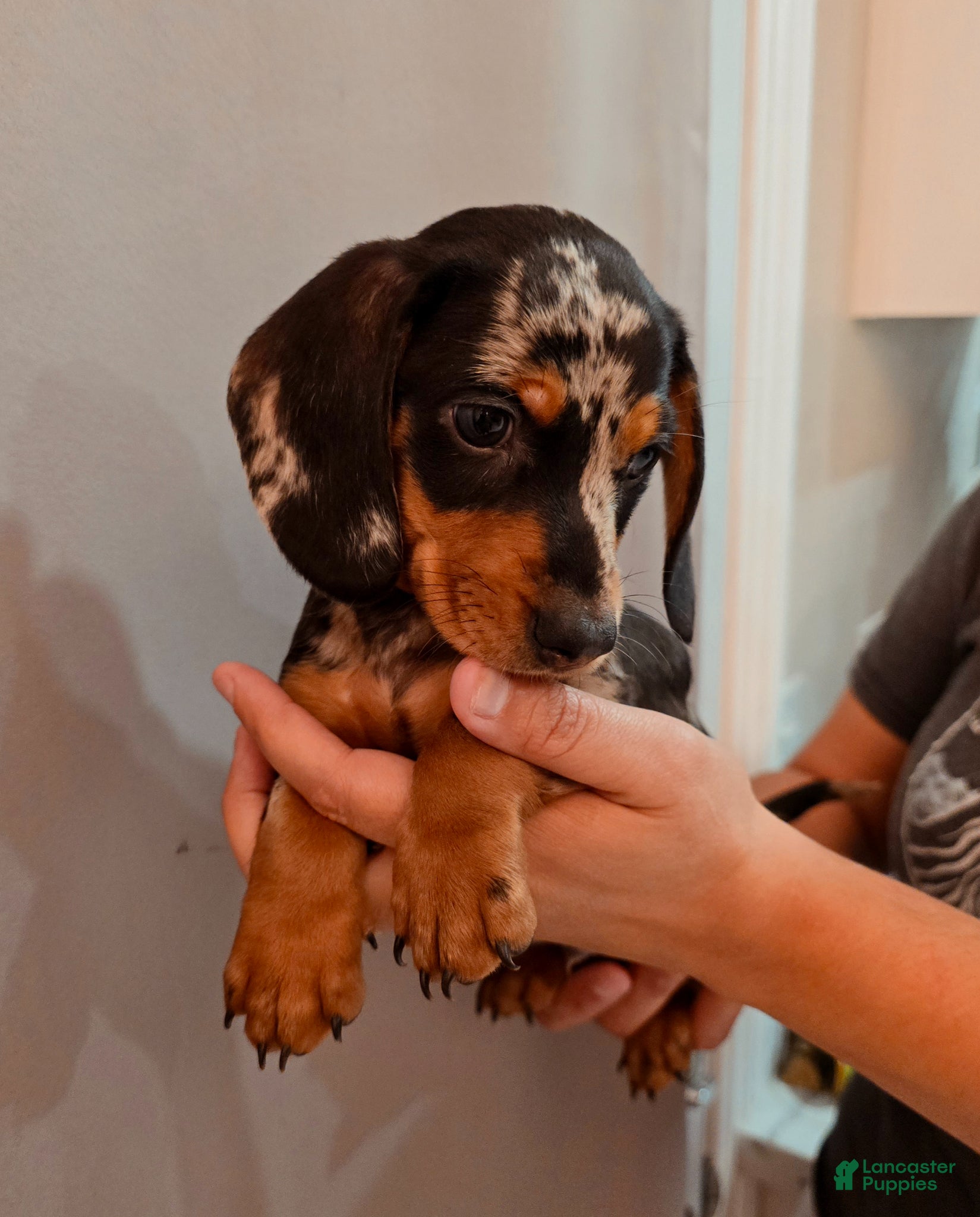 Miniature Dachshund dogs Miniature Dachshund Puppy 3 - Ad 2