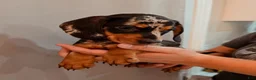 Miniature Dachshund dogs for sale: Miniature Dachshund Puppy 3 - Ad 2