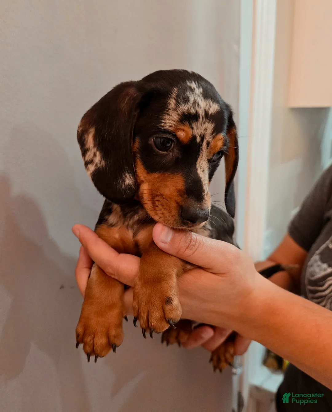 Miniature Dachshund dogs for sale: Miniature Dachshund Puppy 3 - Ad 2