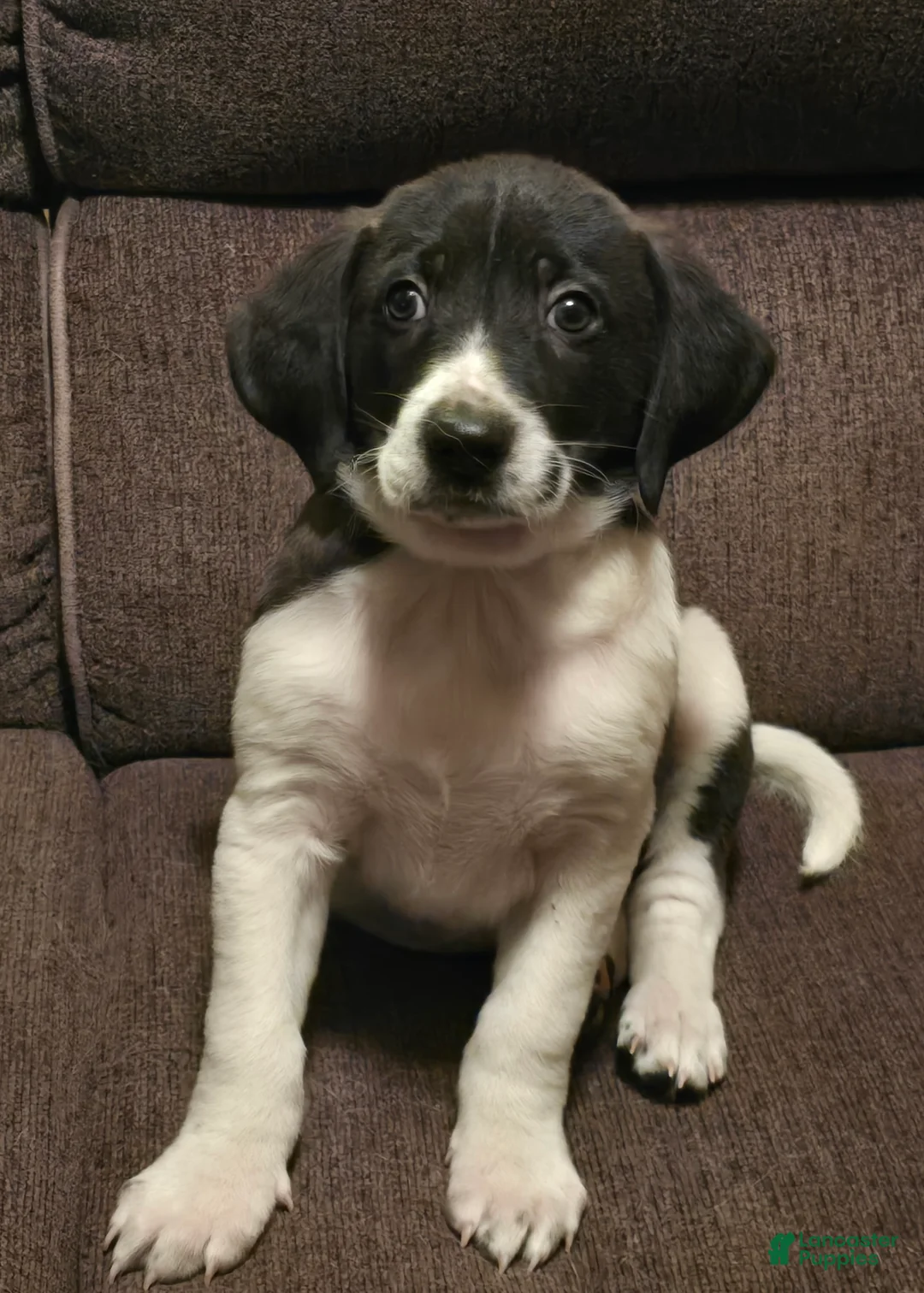 Other breed dogs for sale: Chocolate  - Ad 1