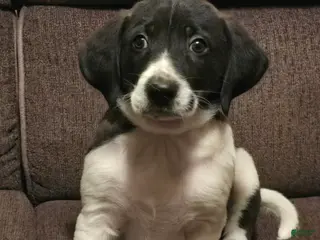 Other breed dogs Chocolate - Ad 10