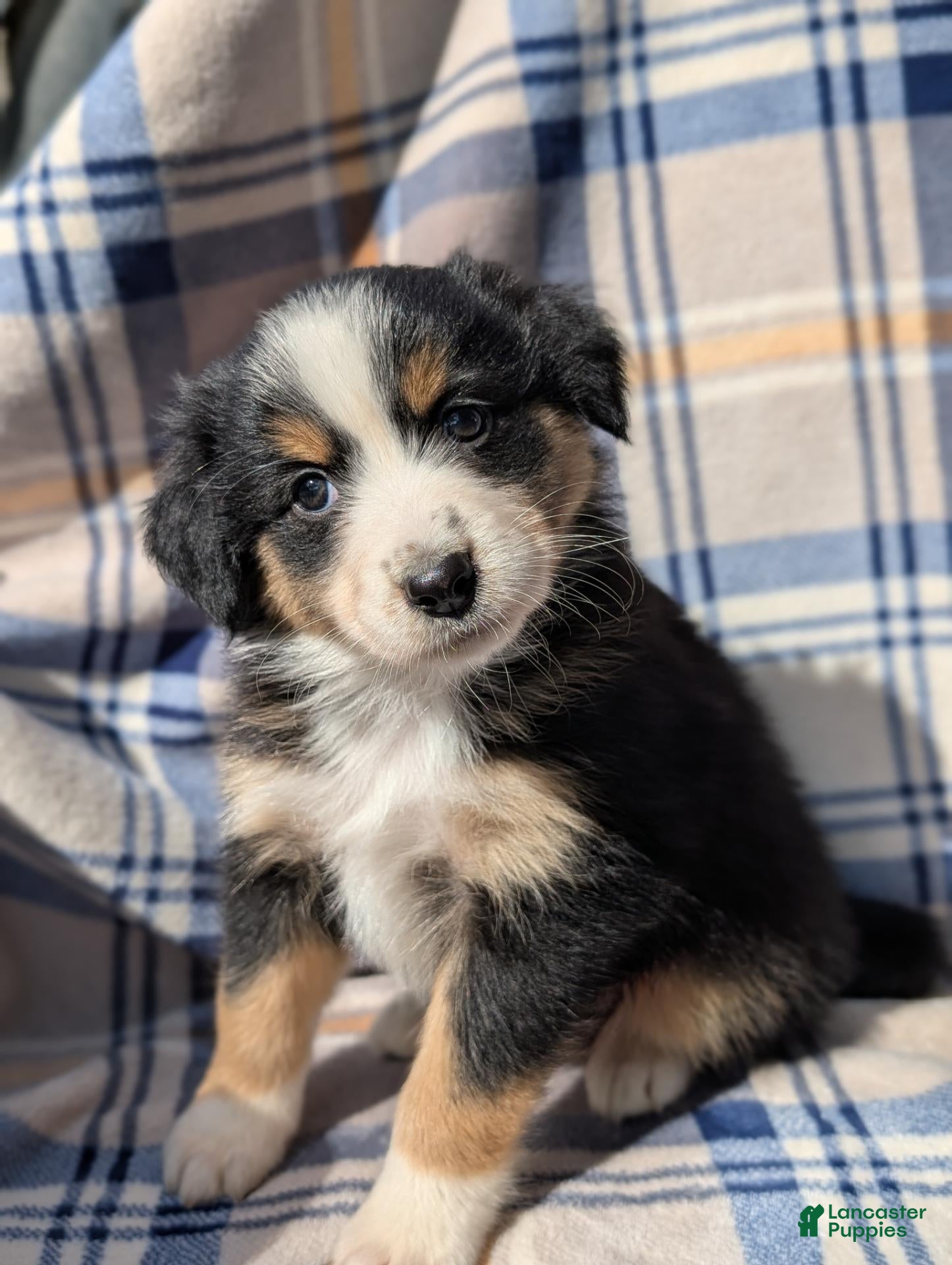 Australian Shepherd dogs for sale: Lila - Ad 1