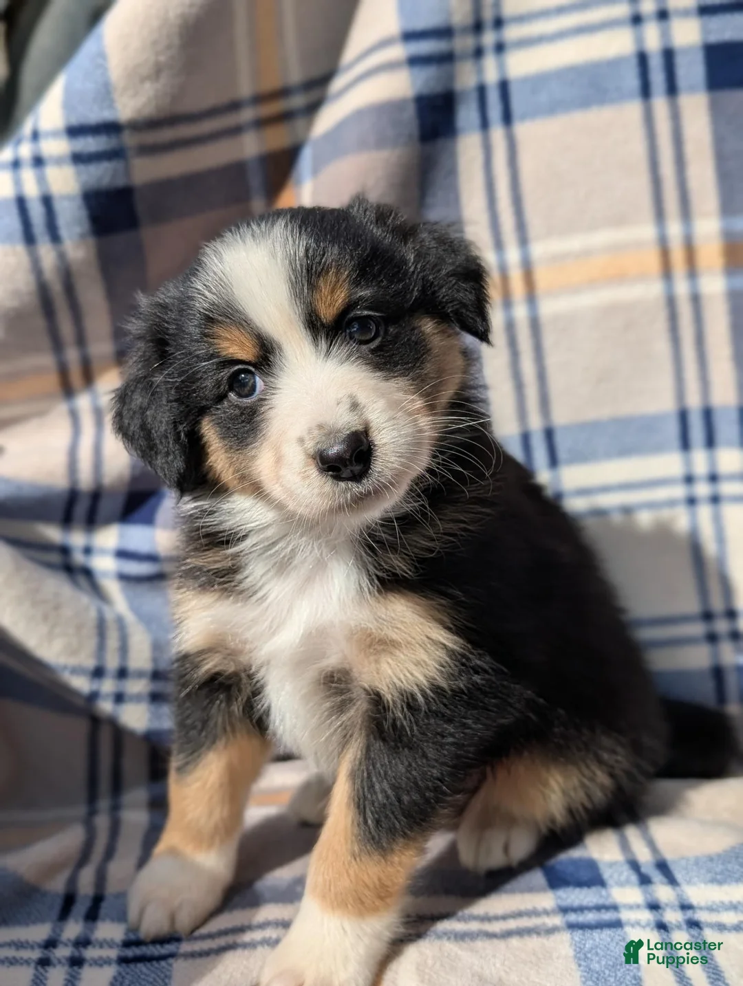 Australian Shepherd dogs for sale: Lila - Ad 1