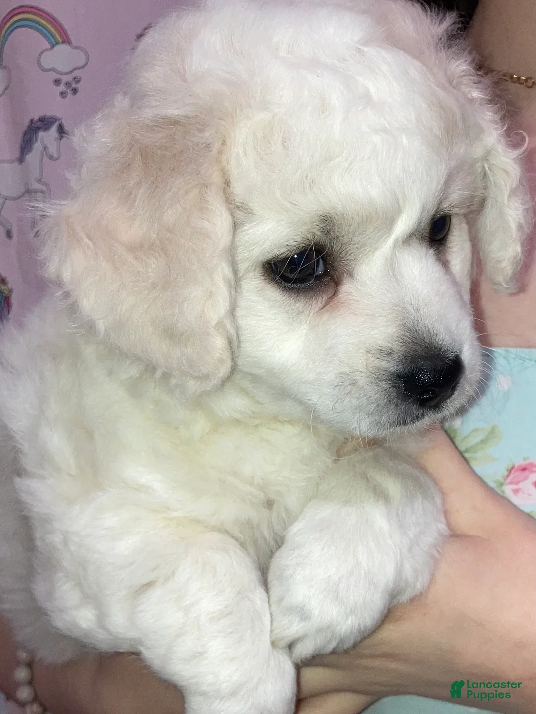 Maltipoo dogs for sale: Clara - Ad 8