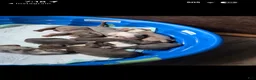 American Bully dogs for sale: American Bully 8 - Ad 1