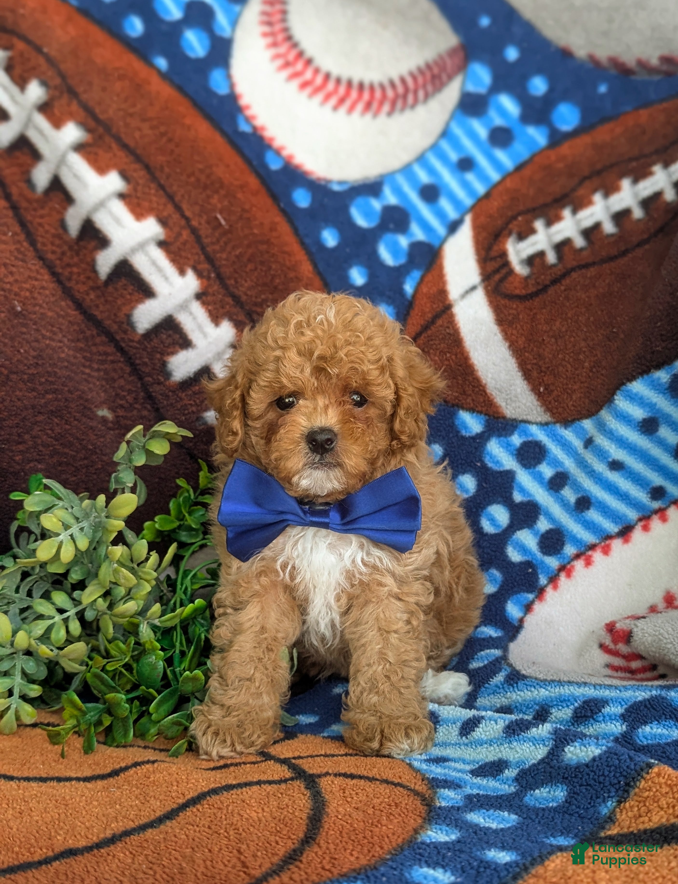 Cavapoo dogs Vinny 7 lbs Full Grown - Ad 2