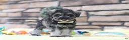 Miniature Schnauzer dogs for sale: Harley - Ad 3