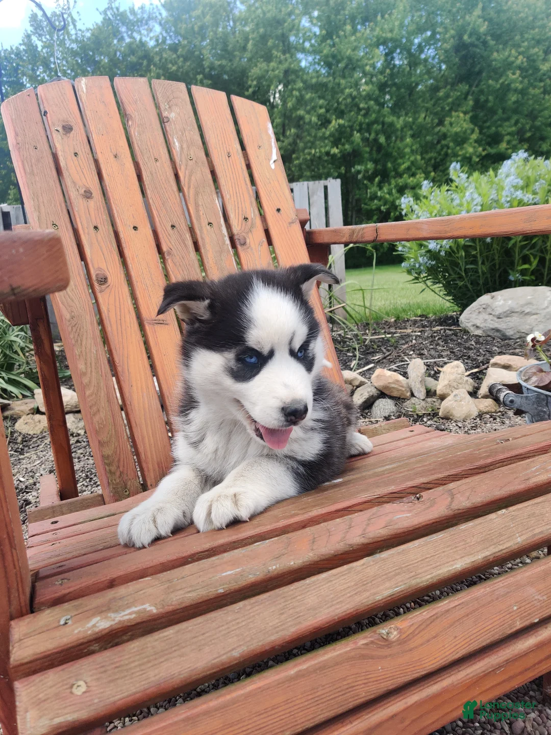Siberian Husky dogs for sale: Lupine - Ad 7