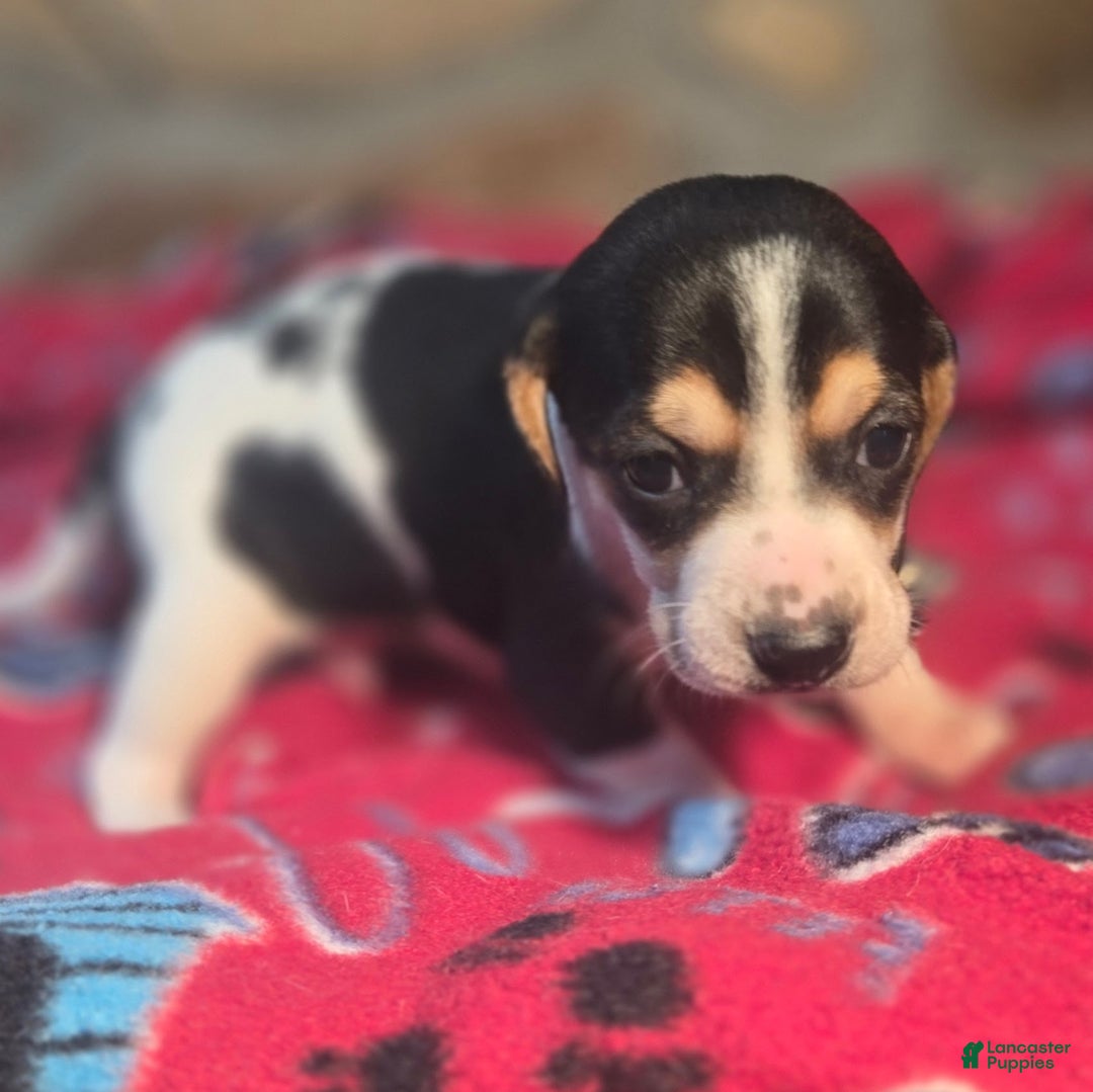 Beagle dogs for sale: Dill Queen Elizabeth Pocket Beagle - Ad 7