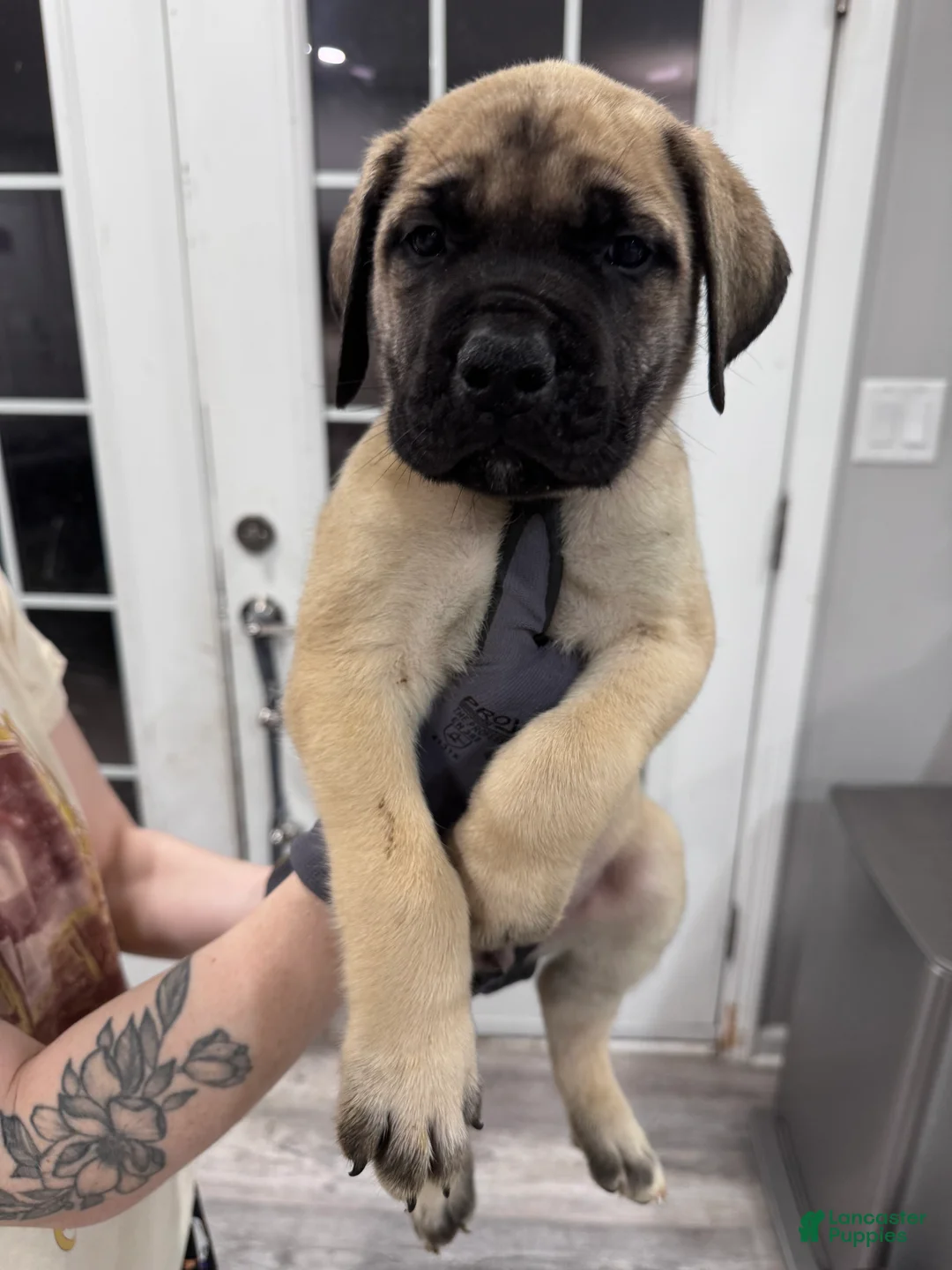 English Mastiff dogs for sale: English Mastiff Puppy 2 - Ad 1