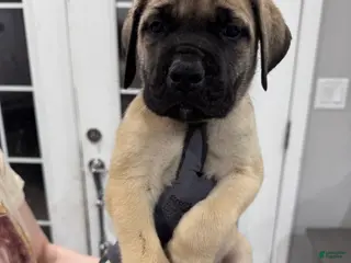 English Mastiff dogs English Mastiff Puppy 1 - Ad 24