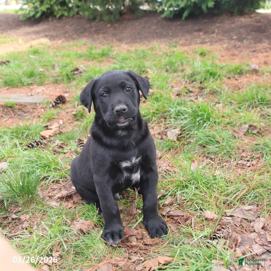 Mixed Breed dogs for sale: Maddox - Ad 3