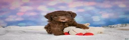 Mini Goldendoodle dogs for sale: Cliffy - Ad 10