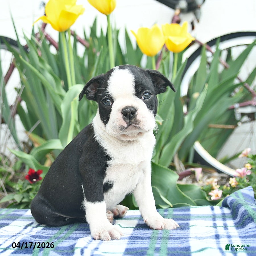Boston Terrier dogs Viking  - Ad 1