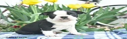 Boston Terrier dogs for sale: Viking  - Ad 1