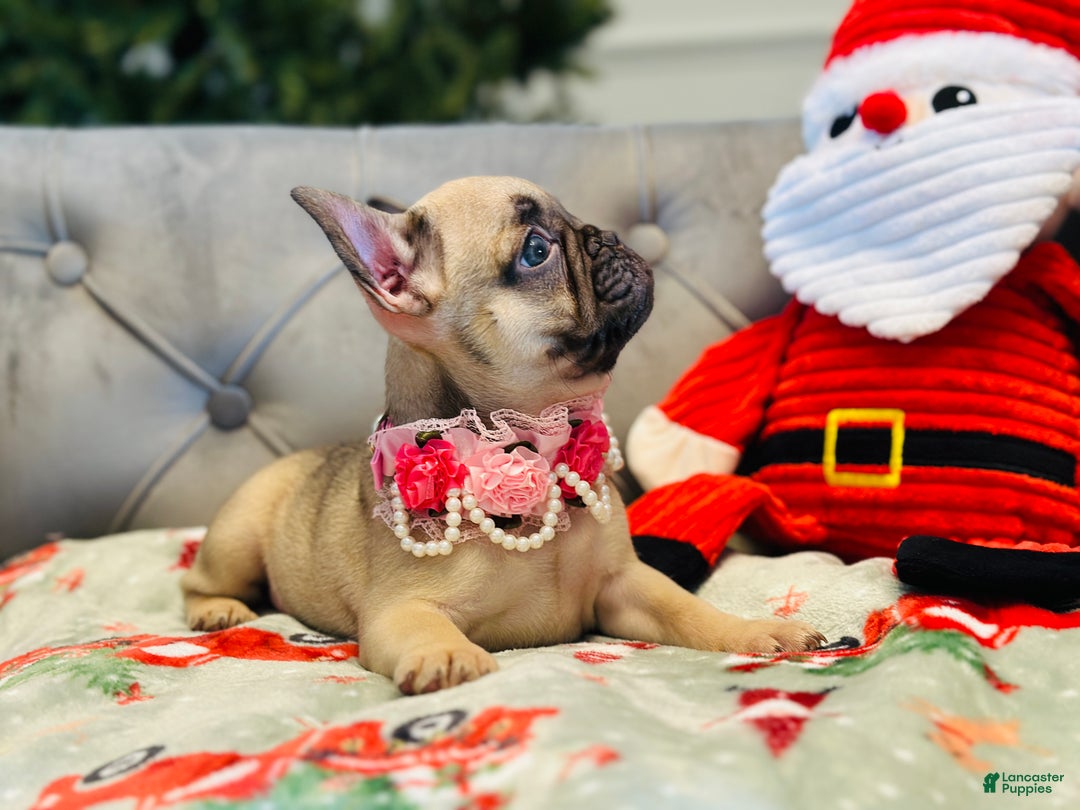 French Bulldog dogs for sale: Bella - Ad 5