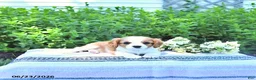 Cavalier King Charles Spaniel dogs for sale: Jessa - Ad 4