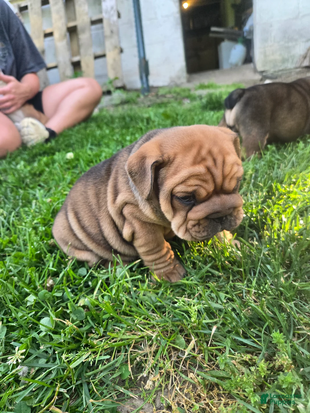 English Bulldog dogs for sale: Winnie - Ad 1