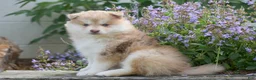 Pomsky dogs for sale: Maple - Ad 4