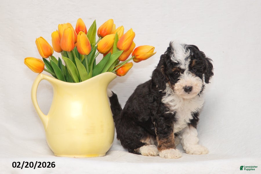 Mini Goldendoodle dogs Ashley - Ad 2