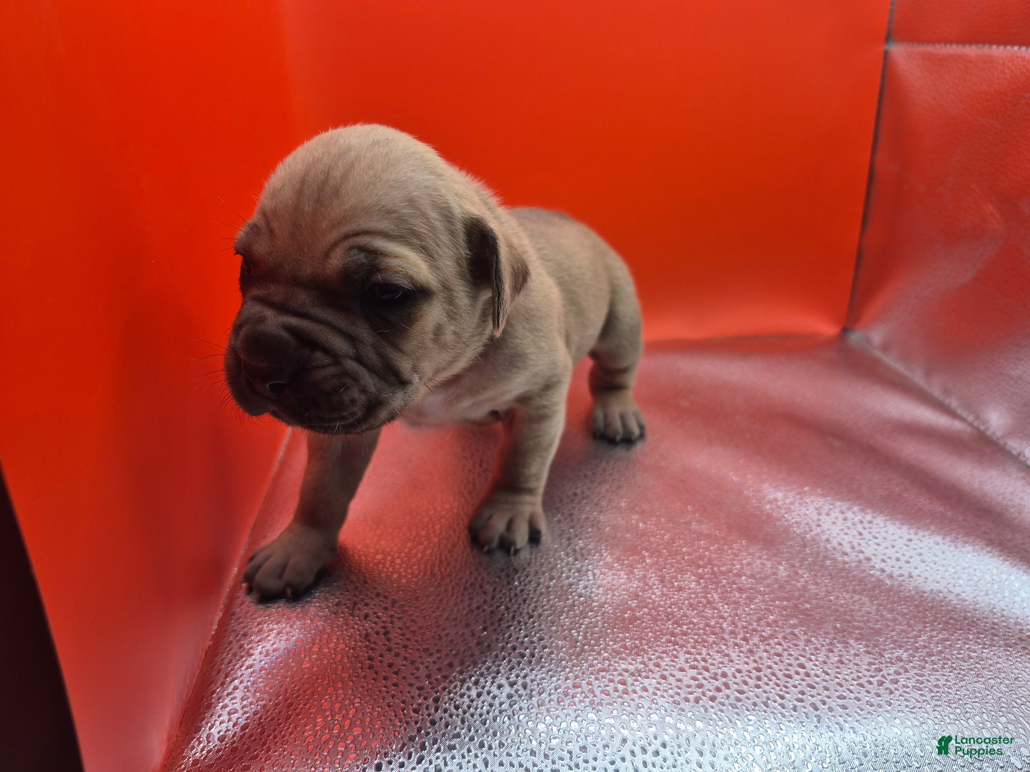 Mixed Breed dogs Red collar - Ad 33