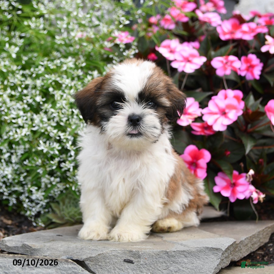 Shih Tzu dogs Teddy - Ad 1