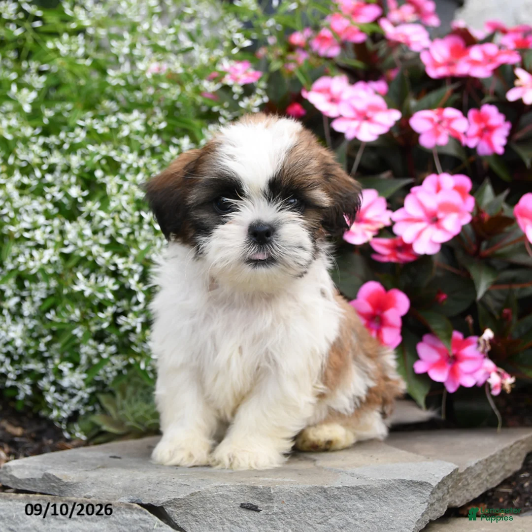 Shih Tzu dogs for sale: Teddy - Ad 1