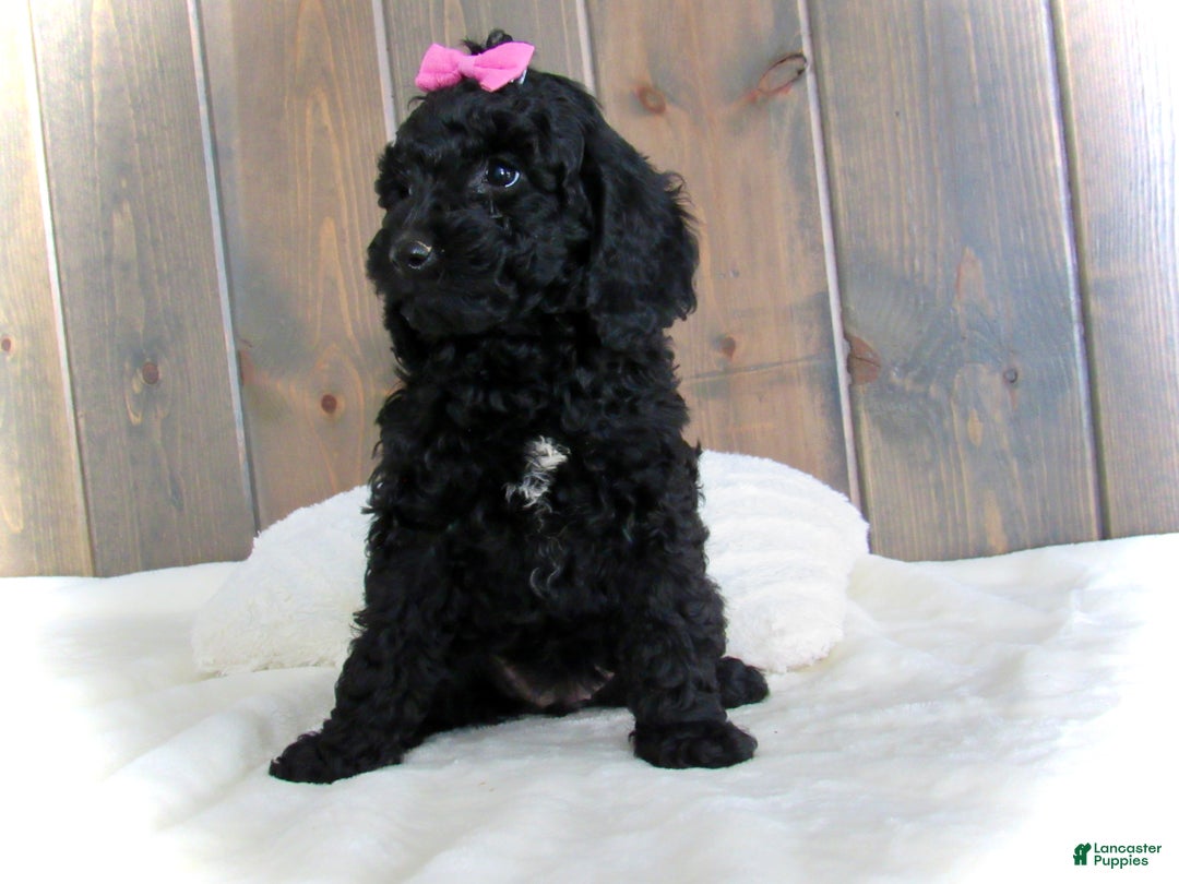 Mini Goldendoodle dogs for sale: Abby - Ad 2