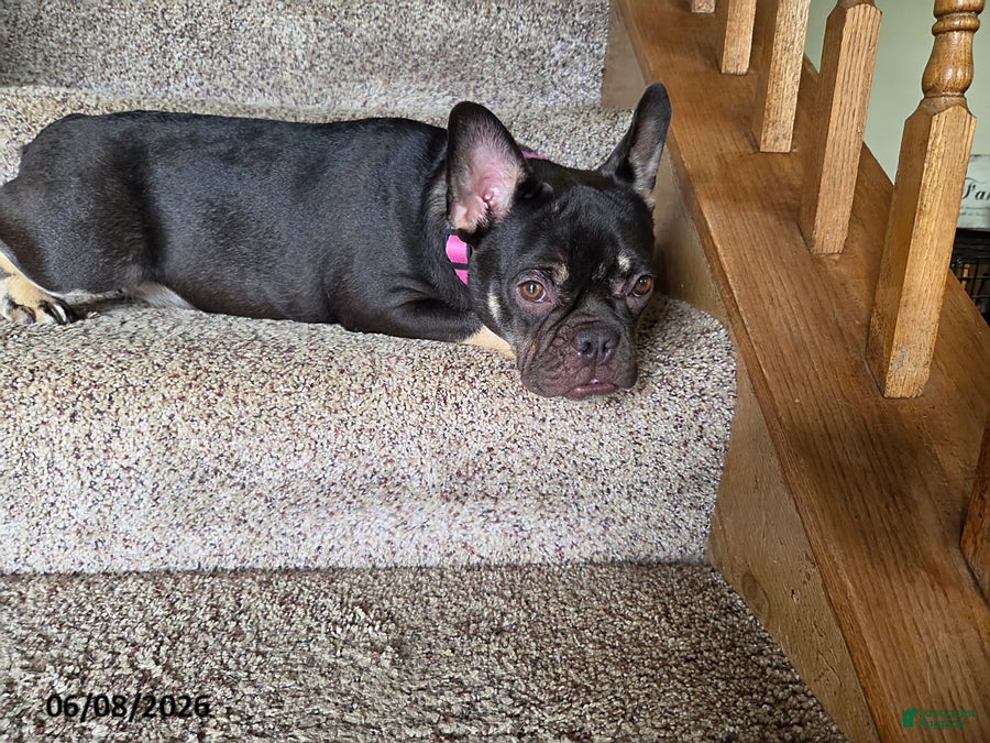 French Bulldog dogs Bella - Ad 2