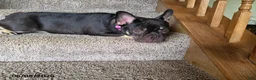 French Bulldog dogs for sale: Bella - Ad 2