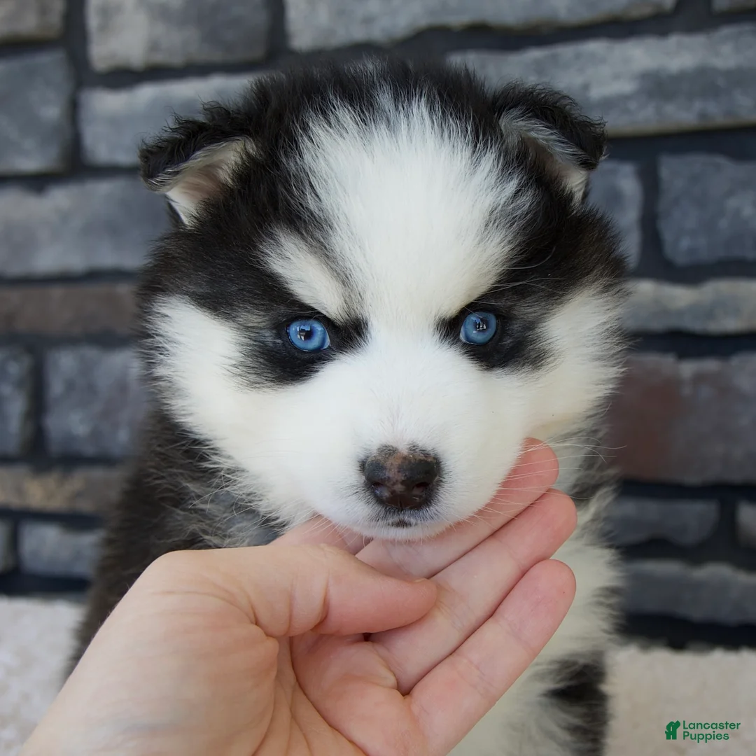 Pomsky dogs for sale: Remi - Ad 2