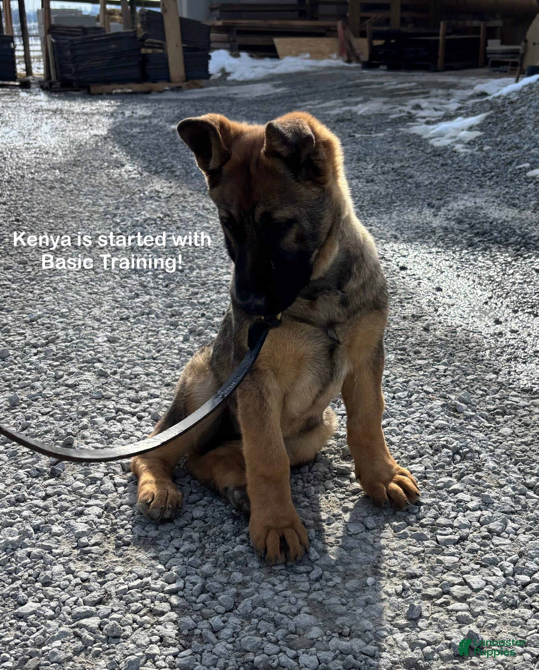 German Shepherd dogs Kenya - Ad 1
