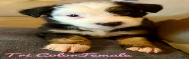 Mixed Breed 4