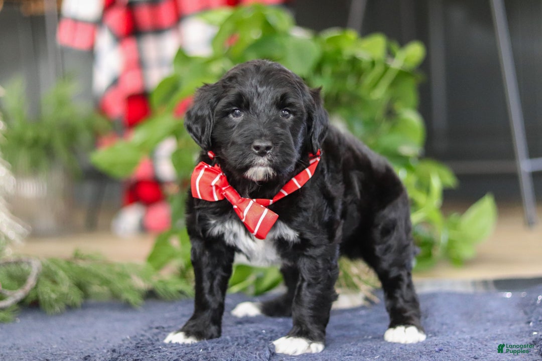 Portuguese Water Dog dogs for sale: Tristan - Ad 6