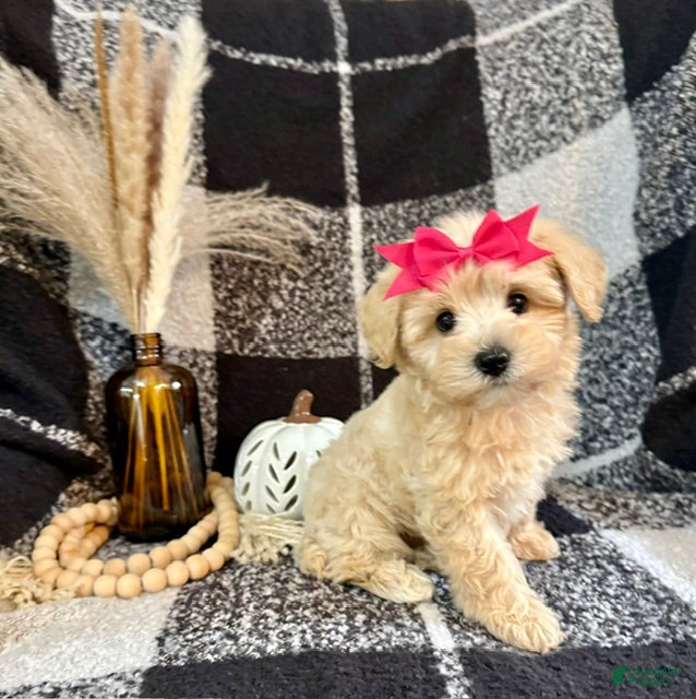 Schnoodle dogs Lucy - Ad 1