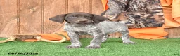 German Shorthaired Pointer dogs for sale: Satallite - Ad 4