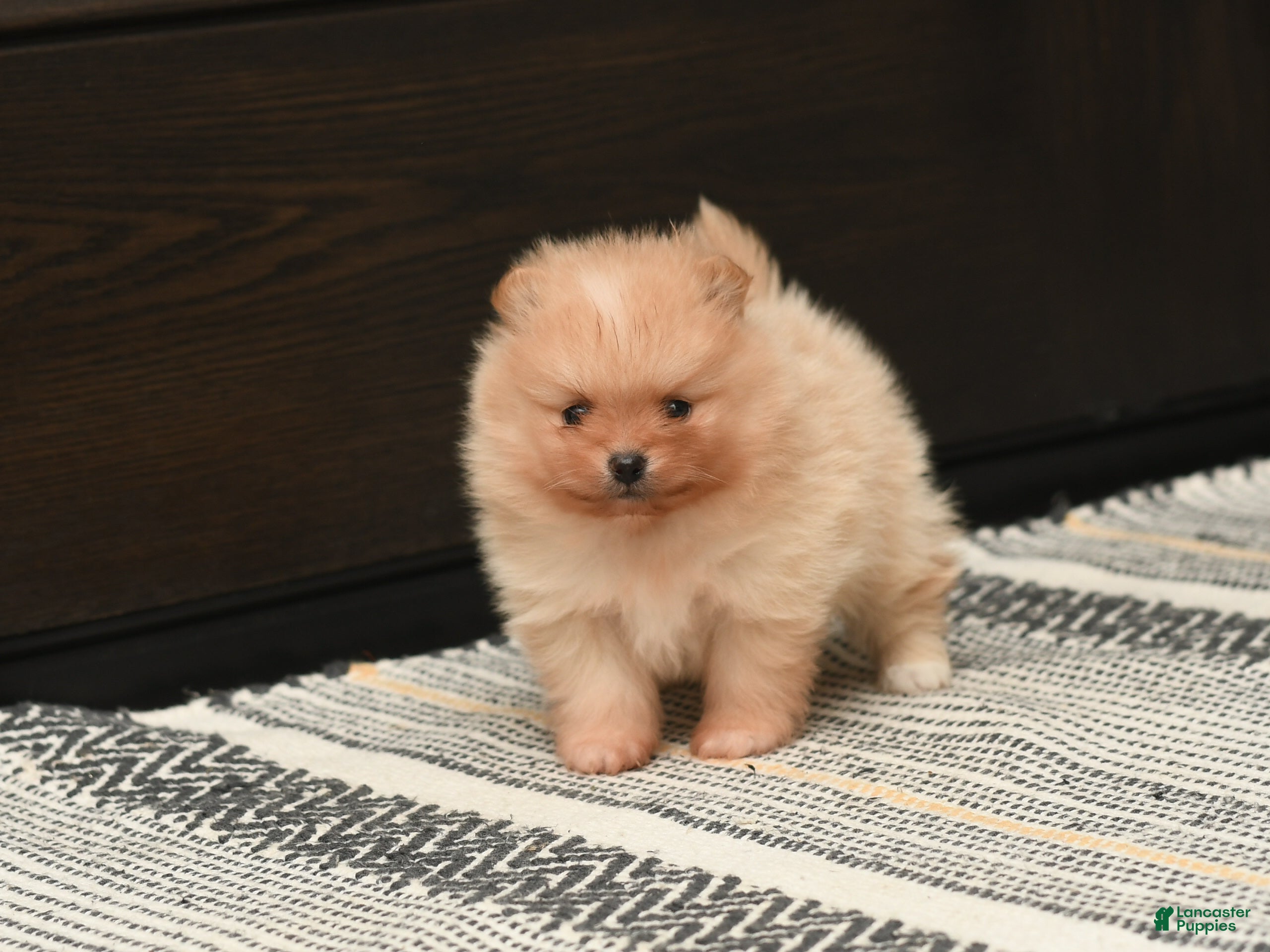 Pomeranian dogs Levi - Ad 2