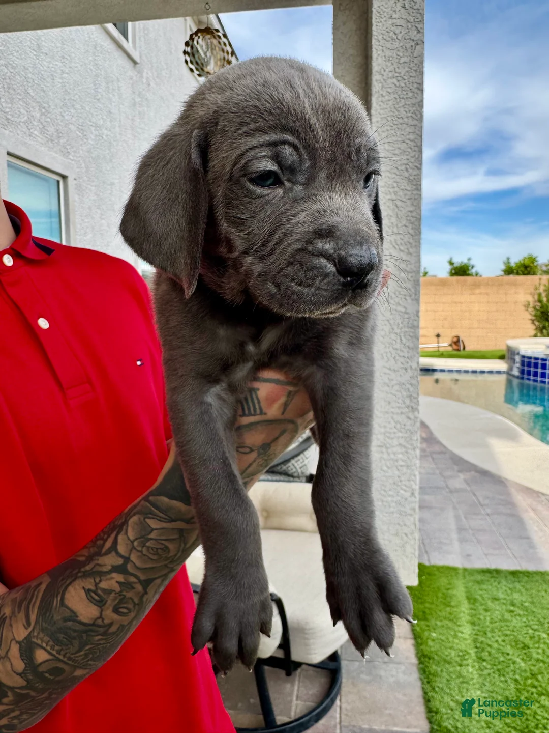 Mixed Breed dogs for sale: Mixed Breed Puppy 6 (light pink)  - Ad 1