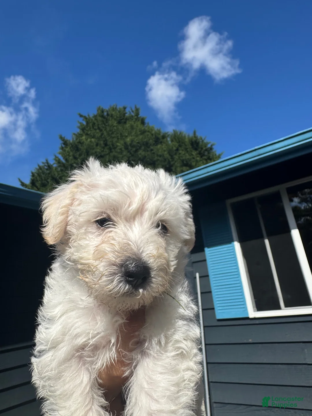 Schnoodle dogs for sale: Schnoodle 3 - Ad 1