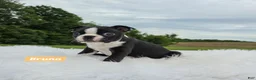 Boston Terrier dogs for sale: Bruno - Ad 3