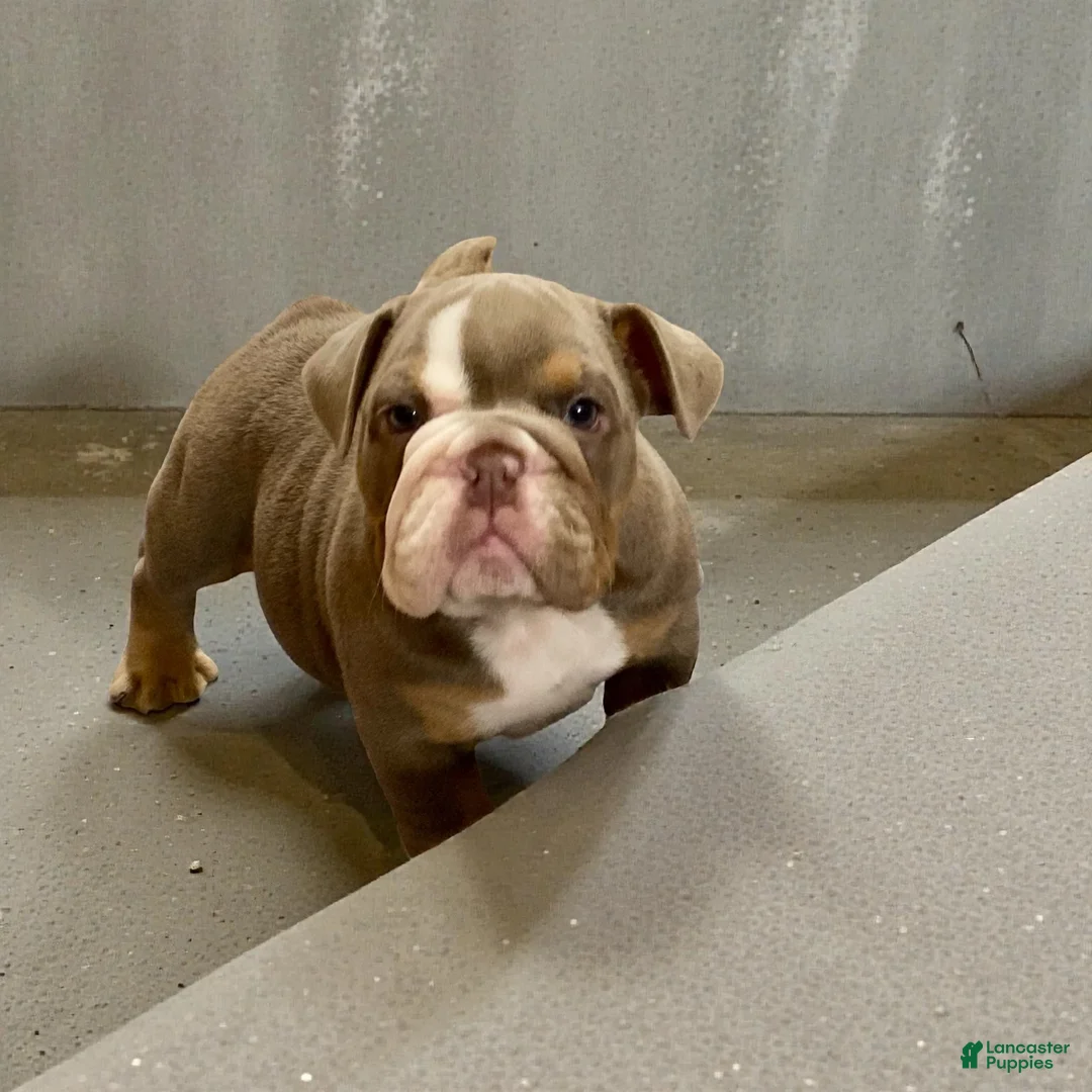 English Bulldog dogs for sale: Ava - Ad 2