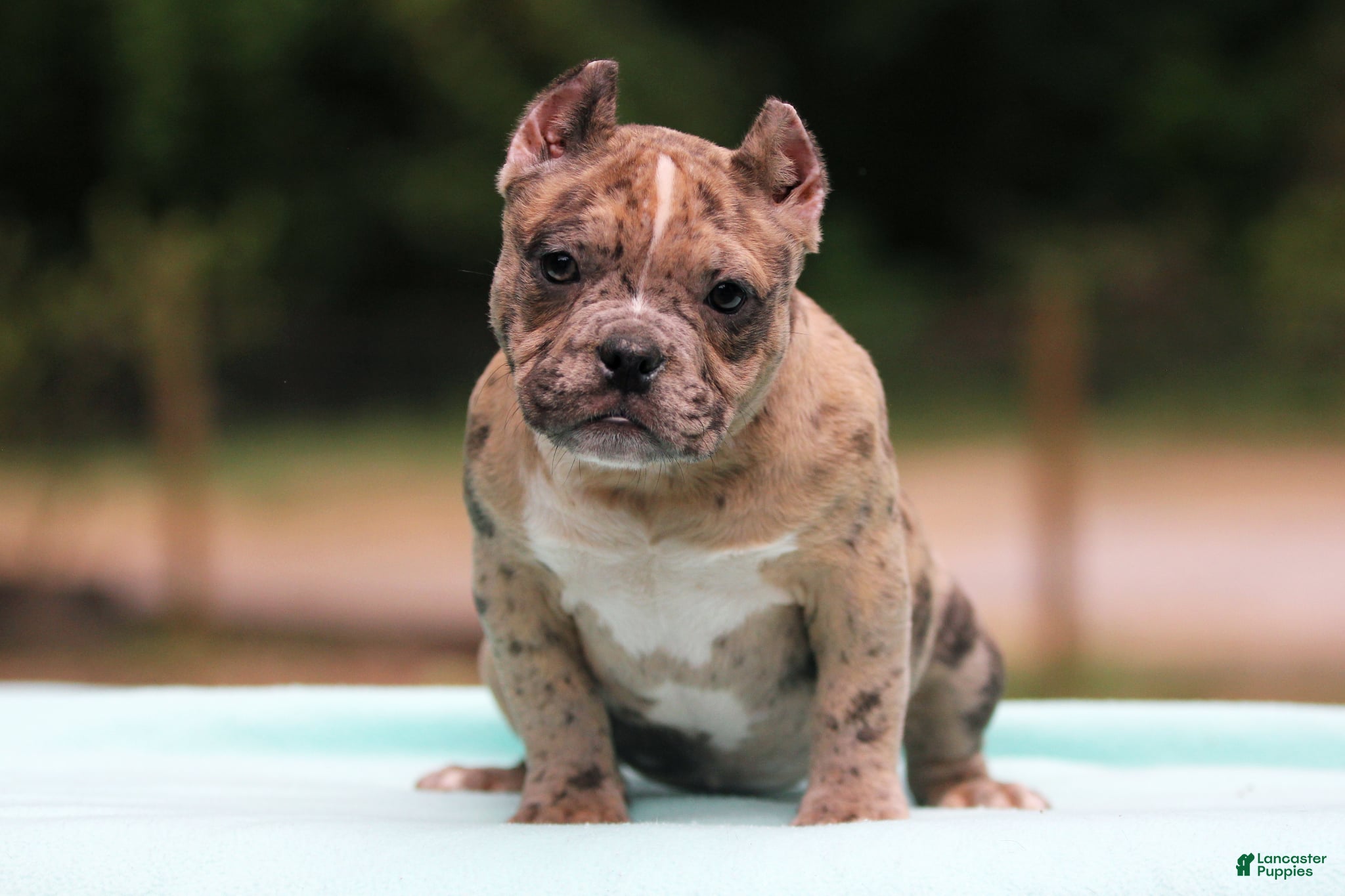 American Bully dogs Black Brindle Merle Female - Ad 1