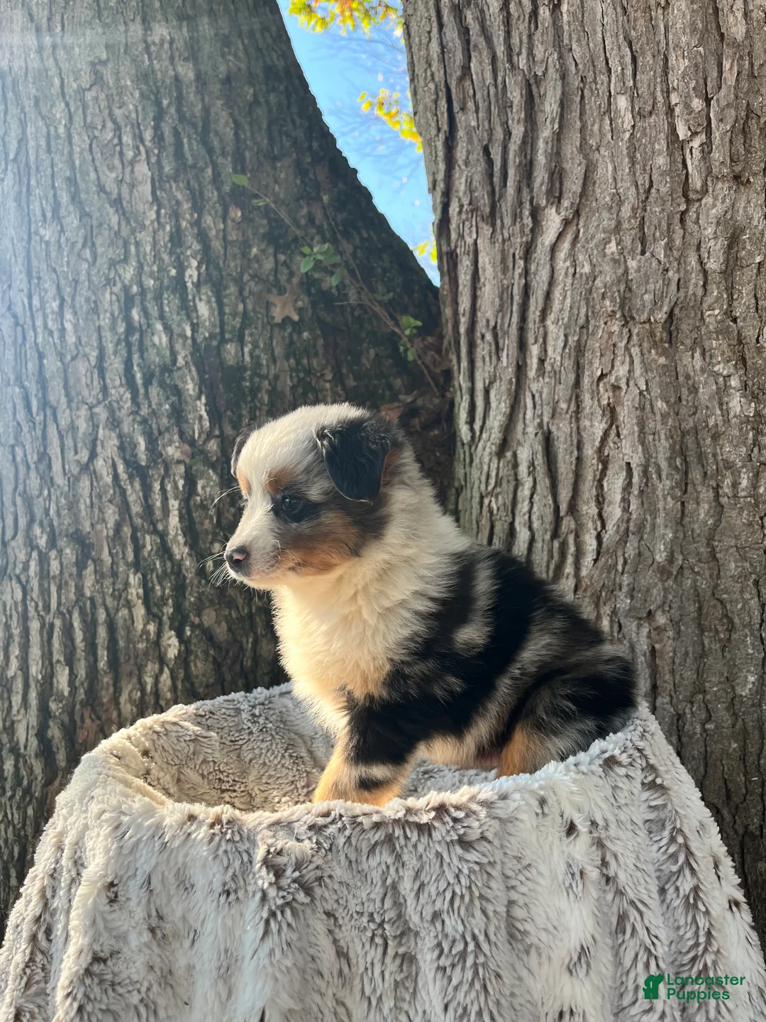 Miniature Australian Shepherd dogs for sale: Diesel - Ad 2