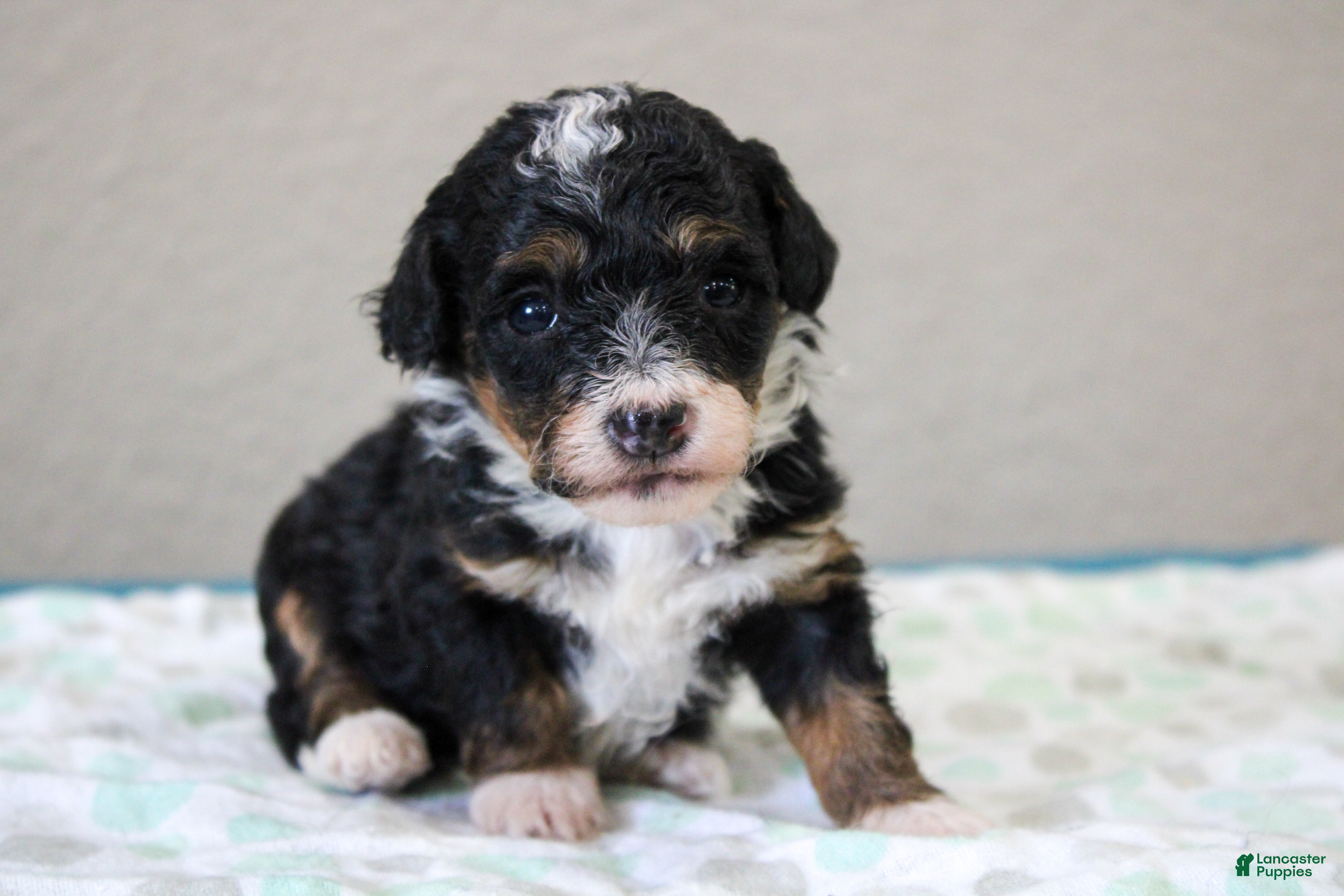 Mini Bernedoodle dogs Sadie  - Ad 1