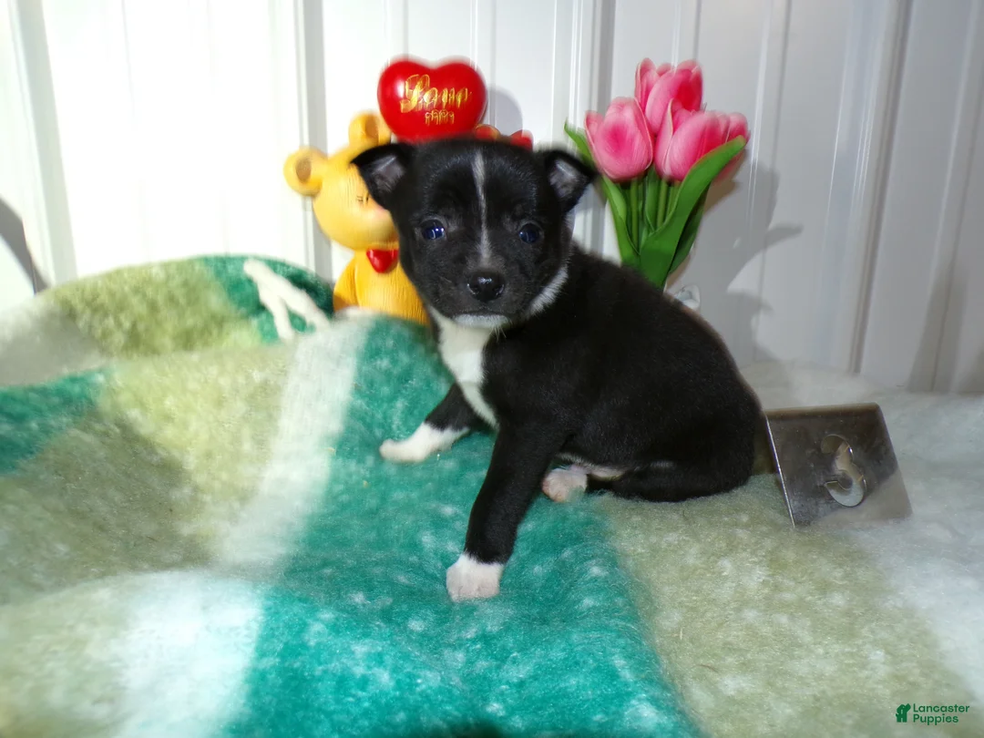 Chihuahua dogs for sale: Chihuahua Puppy 3 Morky - Ad 3