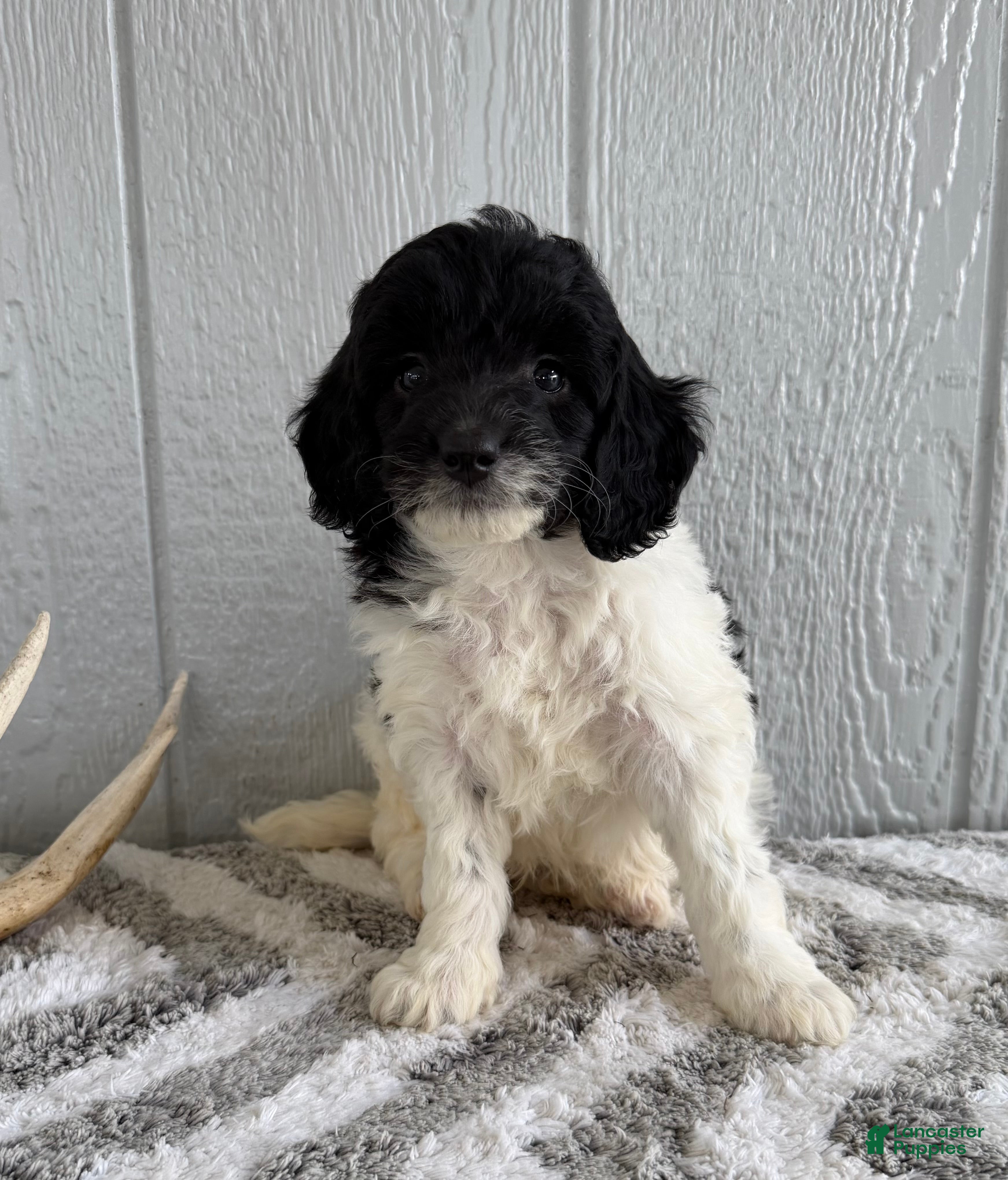 Mini Bernedoodle dogs Saint - Ad 1
