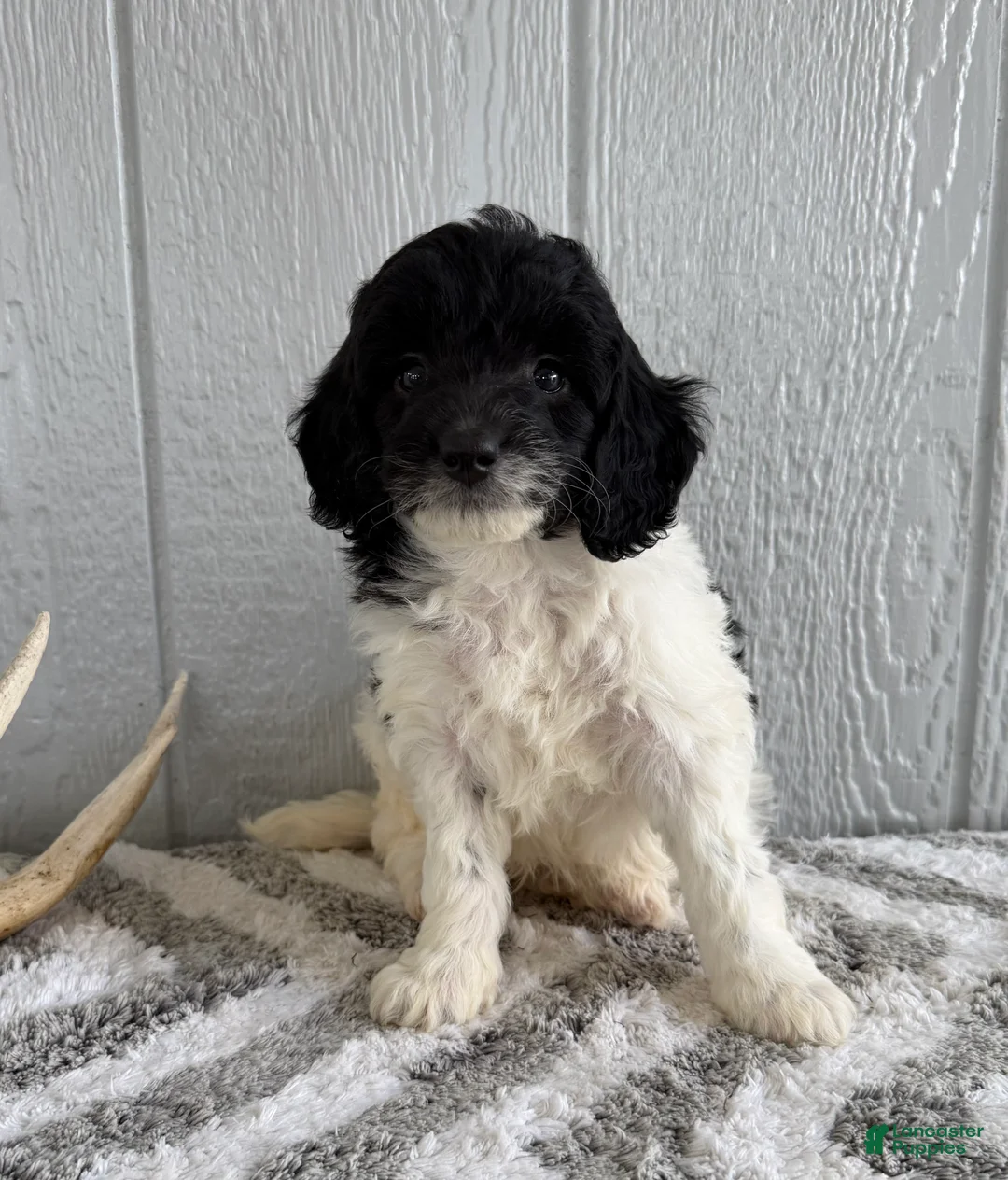 Mini Bernedoodle dogs for sale: Saint - Ad 1