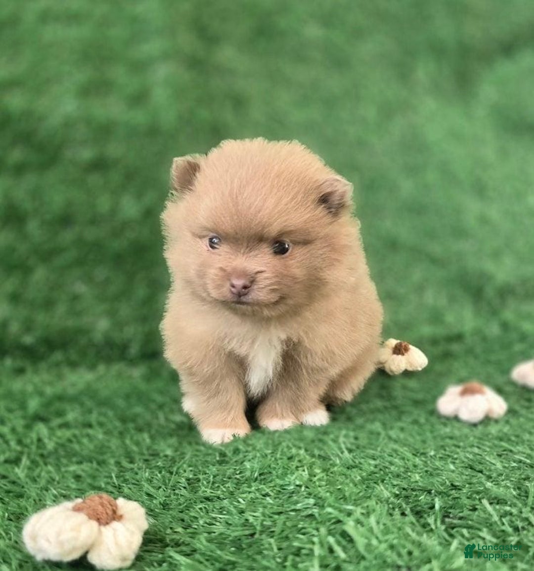 Pomeranian dogs for sale: Naya - Ad 14